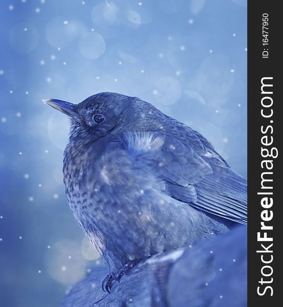 Little Bird In Winter Time
