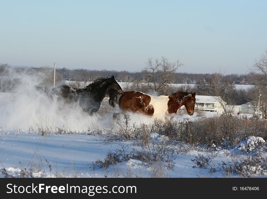 Horses running through the snow on a bright winter day. Horses running through the snow on a bright winter day.