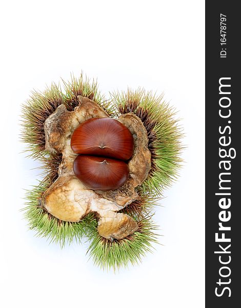 Chestnut in shell