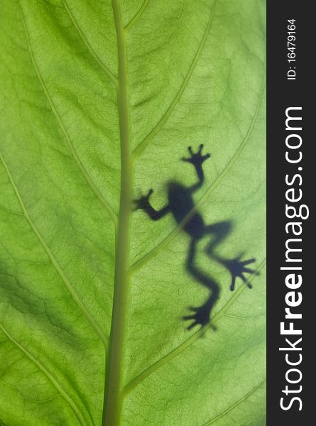A frog stay on leaf