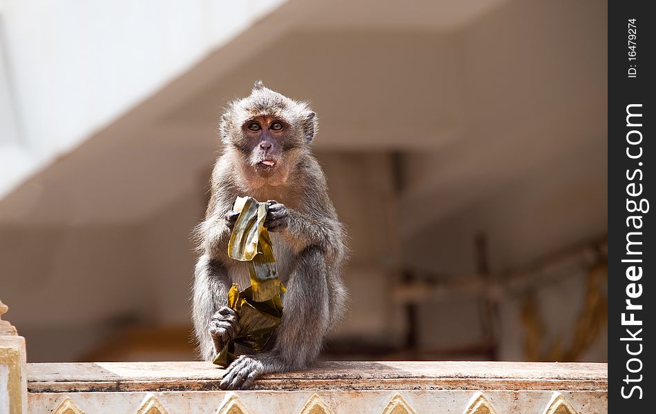 Monkey eating sticky race after stealing it from tourist visiting Buddha temple. Monkey eating sticky race after stealing it from tourist visiting Buddha temple