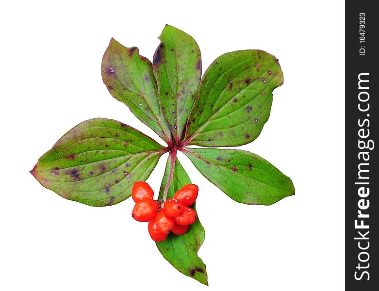 Red berries among green leaves, isolated.