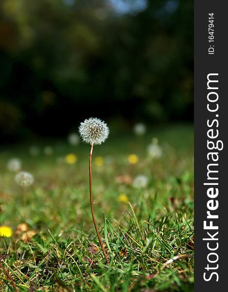 A grassy field with white and yellow dandelions. A grassy field with white and yellow dandelions