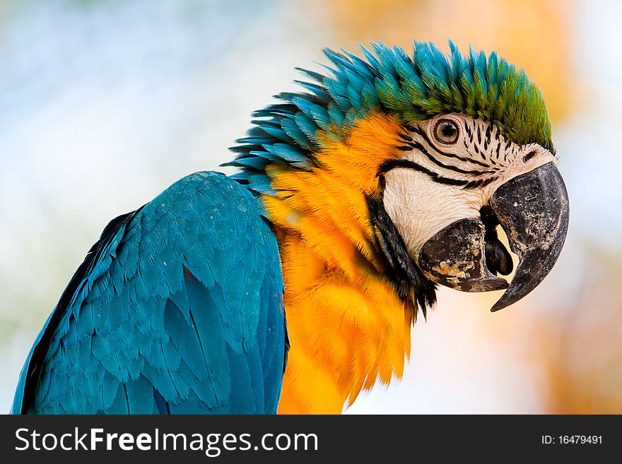 Colorful Parrot 1