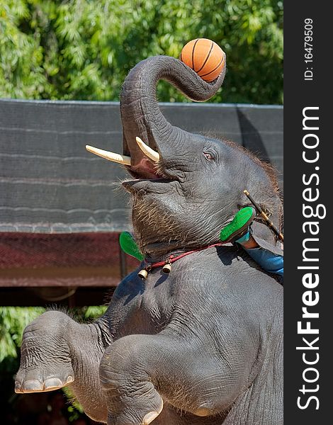 The Thai elephant playing the basketball