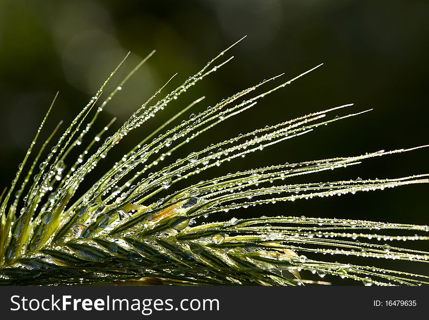 Dew drops on grass spikelet