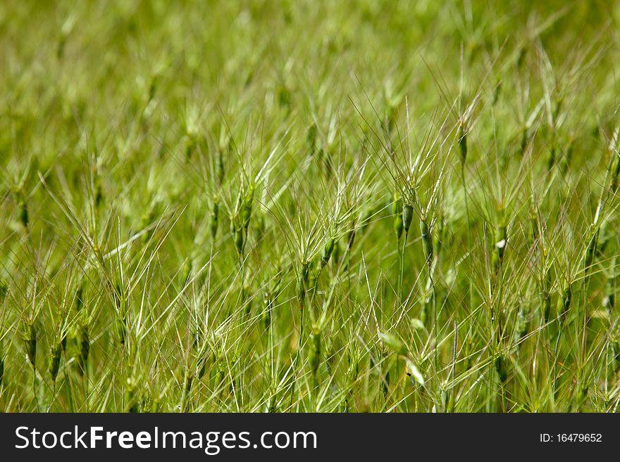 Texture of the goat grass spikelets. Texture of the goat grass spikelets