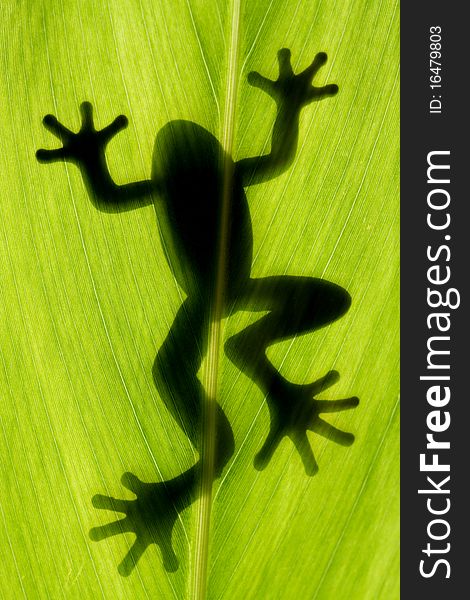 Frog stay on leaf in back light