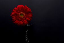 Gerbera Red Flower In A Black Vase Stock Photos