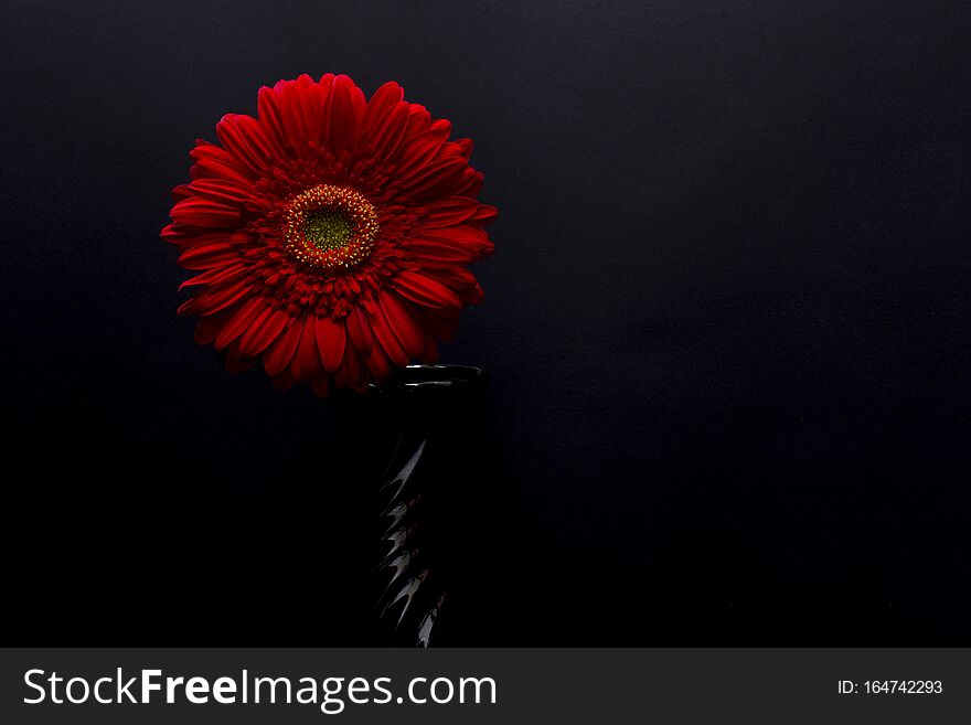 Gerbera red flower in a black vase isolated on a black background