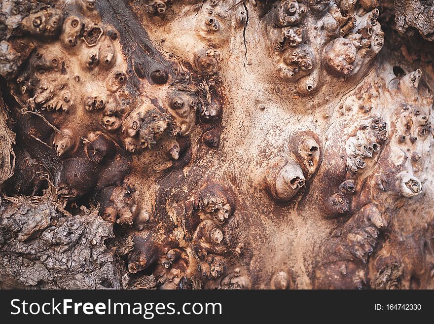 The pattern of the tree, hidden under the bark of a tree. background