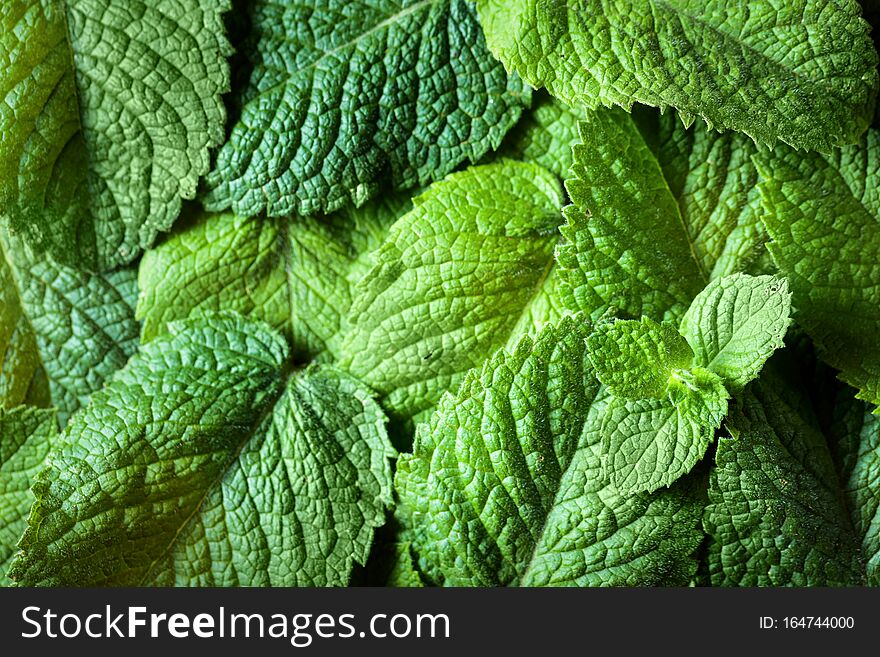 Mint leaves background. Top view, copy space for your text