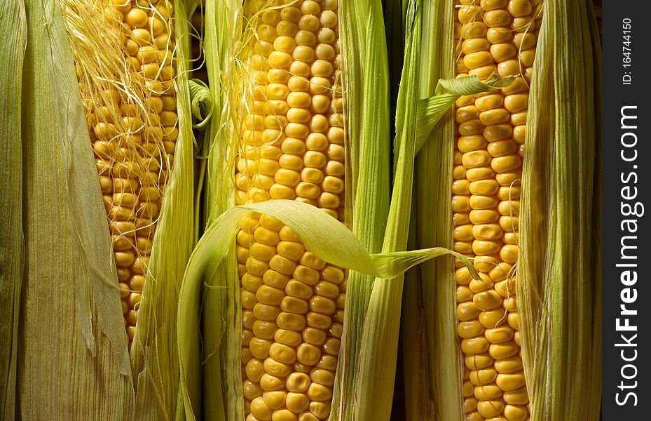 Fresh sweet corn on cobs . Healthy organic food