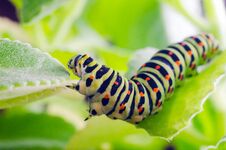 Caterpillar Of The Machaon Crawling On Green Leaves, Close-up Royalty Free Stock Photography