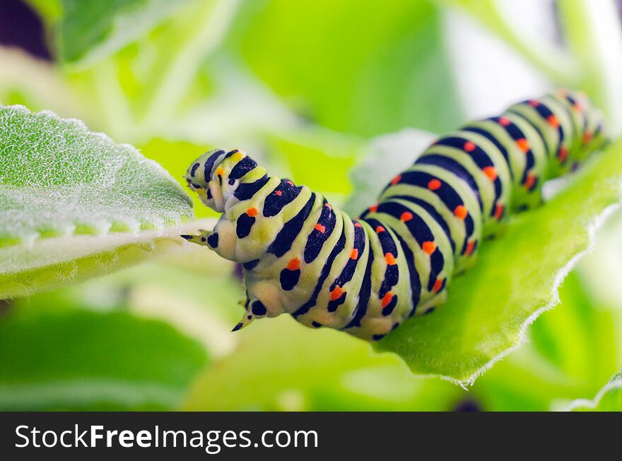 Caterpillar of the Machaon crawling on green leaves, close-up