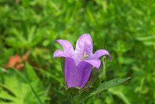 Campanula Stock Photography Campanula Stock Photography