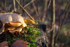 Autumn Mushrooms Stock Images Autumn Mushrooms Stock Images