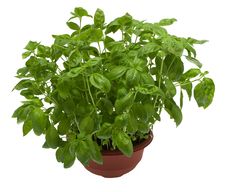Basil Stock Photo Basil Stock Photo