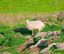 Ram On A Rock In The Middle Of Meadows Royalty Free Stock Images