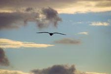 Seagull At Sunset Royalty Free Stock Photo