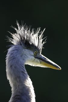 Grey Heron Portrait Stock Photos