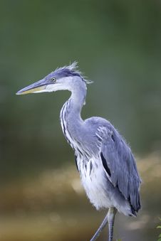 Grey Heron Portrait Royalty Free Stock Photo
