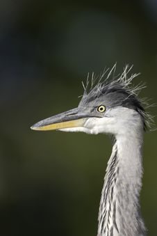 Grey Heron Closeup Stock Photography