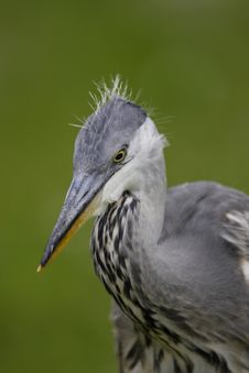 Grey Heron Closeup Stock Photos