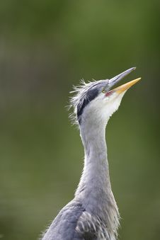 Grey Heron Yawn Stock Photo