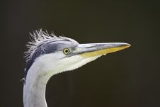 Grey Heron Closeup Stock Photo