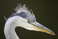 Grey Heron Closeup Royalty Free Stock Photos