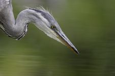 Grey Heron Fishing Royalty Free Stock Photo