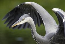 Grey Heron Wingstrech Stock Photography