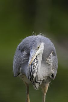 Grey Heron Portrait Royalty Free Stock Image