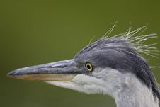 Grey Heron Portrait Stock Photos