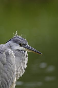 Grey Heron Portrait Stock Photo