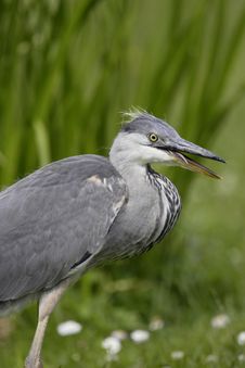 Grey Heron Stock Photos