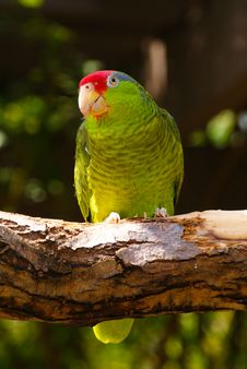 Green Parakeet Bird On Tree Branch Stock Photos Green Parakeet Bird On Tree Branch Stock Photos