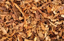 Cut Dried Leaves Of Tobacco Stock Photo Cut Dried Leaves Of Tobacco Stock Photo