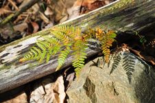 Fern In The Forest Stock Photography Fern In The Forest Stock Photography