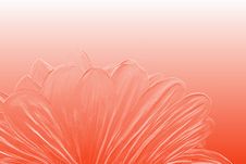 Tender Red Flower Closeup Stock Photo Tender Red Flower Closeup Stock Photo
