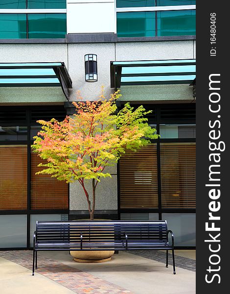 A bench and a tree outside a media center building providing an outdoor environment. A bench and a tree outside a media center building providing an outdoor environment.
