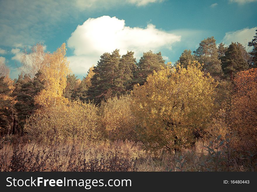 Autumn landscape with trees and sky. Toned image