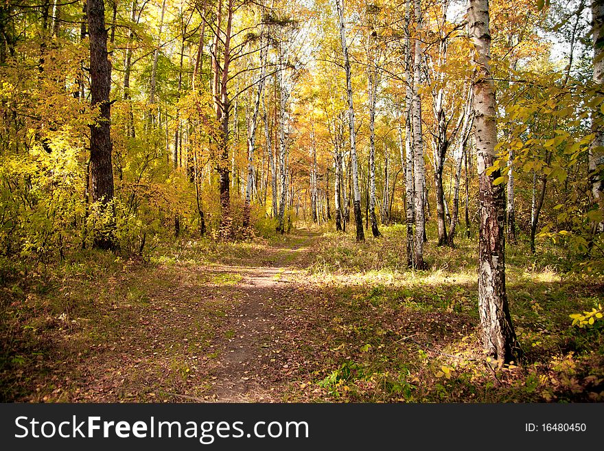 Autumn birch wood with yellowed leaves. Autumn birch wood with yellowed leaves