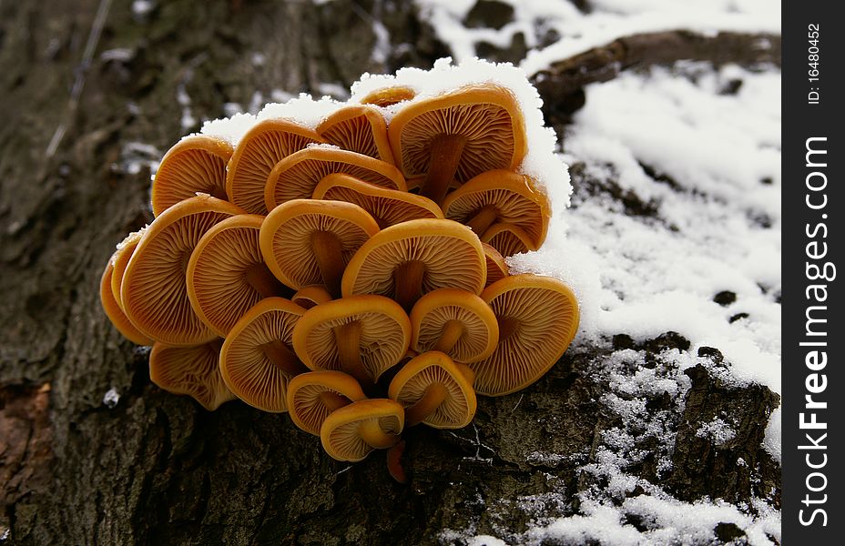 Mushrooms in the winter woods. Mushrooms in the winter woods