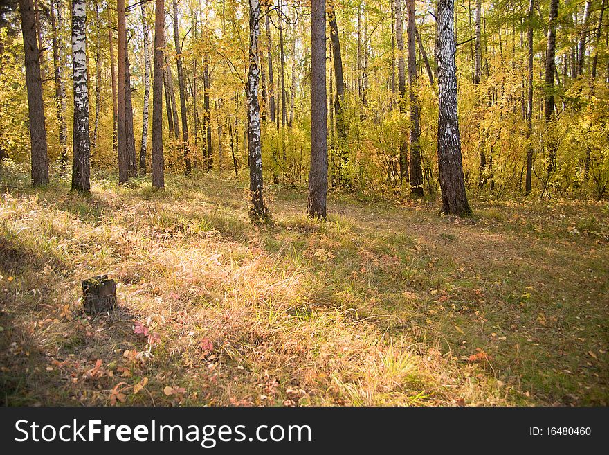 Autumn birch wood with yellowed leaves. Autumn birch wood with yellowed leaves