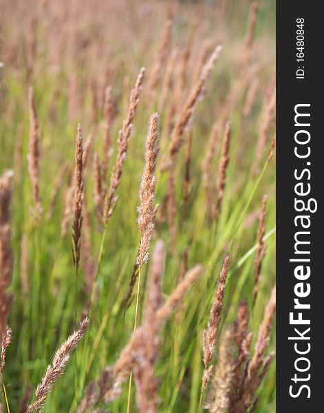 Photo of the feather grass in summer field