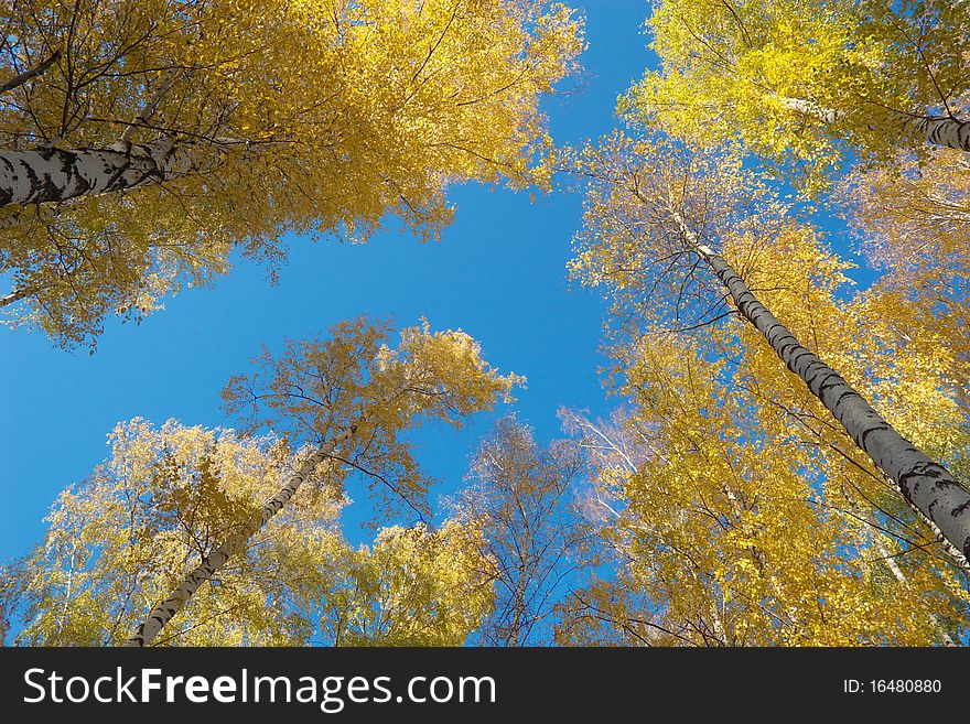 Photo of the yellow foliage in autumn forest. Photo of the yellow foliage in autumn forest