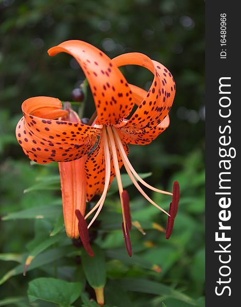 Photo of the tiger lilly in summer garden