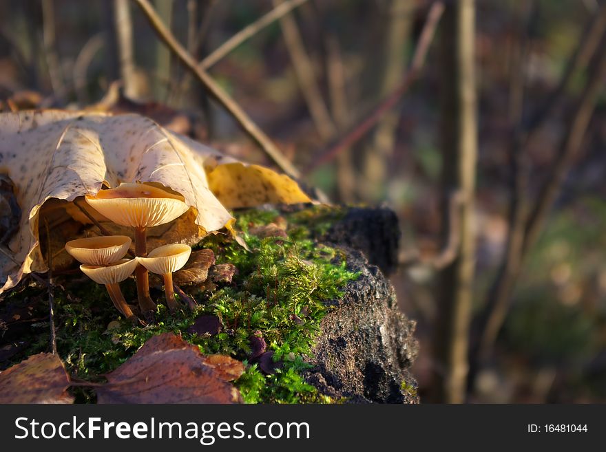 Photo of the autumn mushrooms in the forest